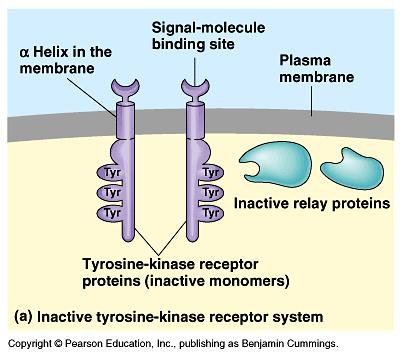 Tyrosine-Kinase Receptors When no ligand signal molecules are bound to the receptors