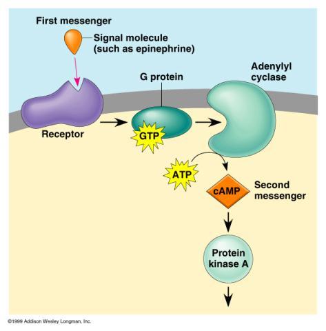 Signal molecule activates G protein.