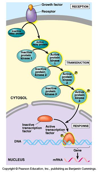Cellular Responses to Signals Cytoplasmic activity