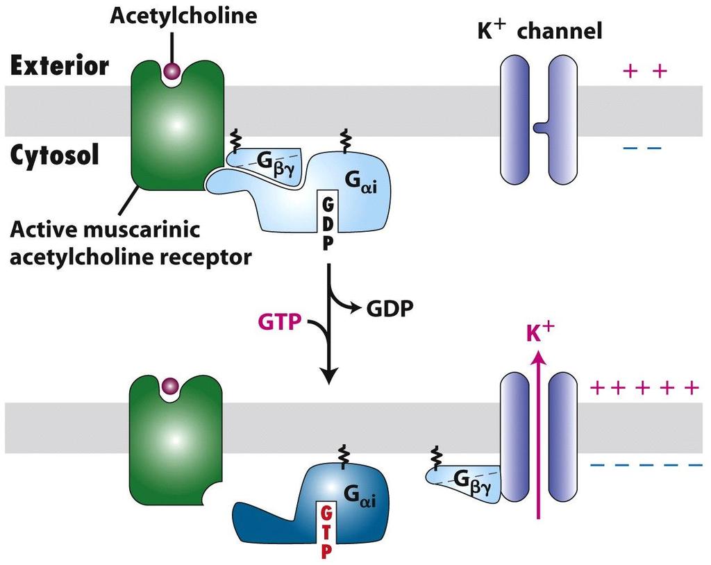 GPCRs that Regulate Ion Channels: Muscarinic Acetylcholine Receptor The neurotransmitter, acetylcholine (ACH) binds to two types of receptors known as the nicotinic and muscarinic acetylcholine