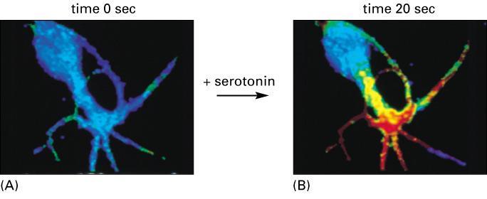 Images of camp Transients in Cultured Aplysia Sensory Neurons. The cell was loaded with a fluorophore that would allow for the quantification of camp concentrations within the cell.
