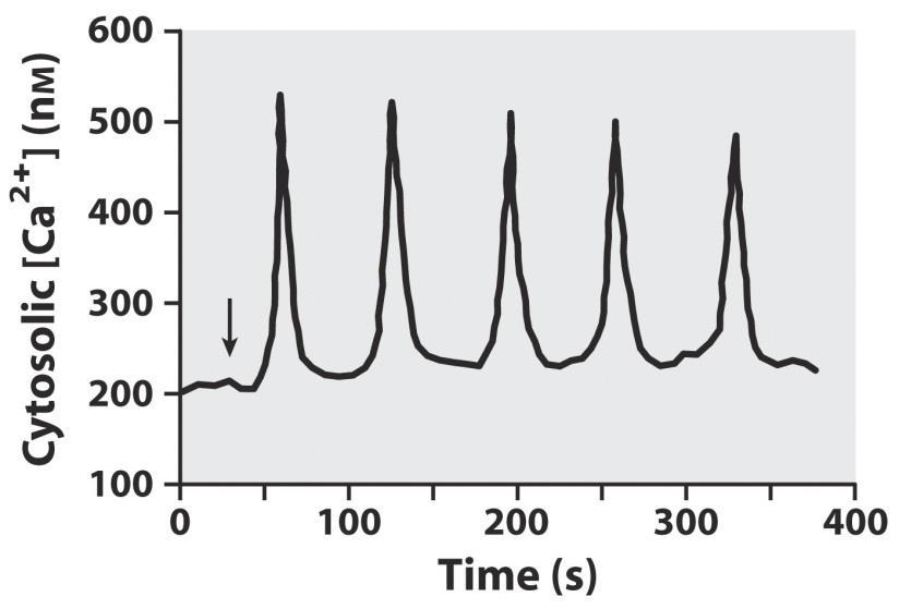 cytosolic [Ca 2+ ] measured using fluorescent Ca 2+ -binding dye Time course of cytosolic [Ca 2+