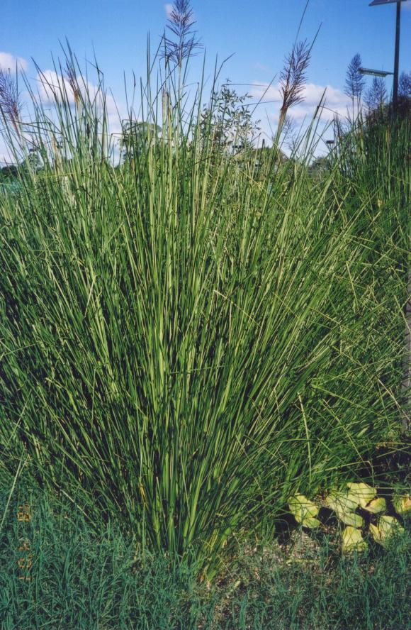 1 Extraordinary Morphological Attributes Vetiver grass has a strong and massive root system, which is vertical in nature descending 2-3 meters in the first year, ultimately reaching some five meters