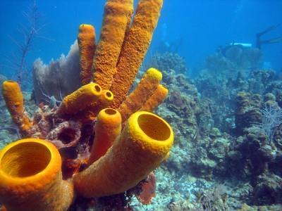 Sponge- Body Structure tissues or organs Belong to phylum Porifera ( having