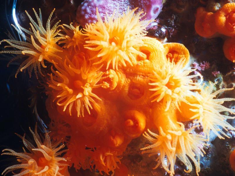 Cnidarians Jellyfishes, corals, and sea anemones