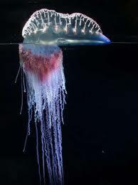 form a coral reef Portuguese Man-of-War Contain