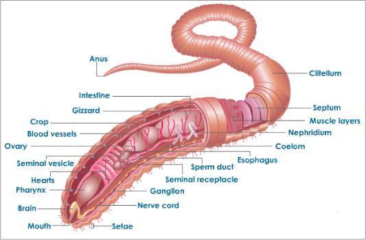 Section 4: Worms with long bodies and no legs symmetrical Have - knot of nerve tissue at head end