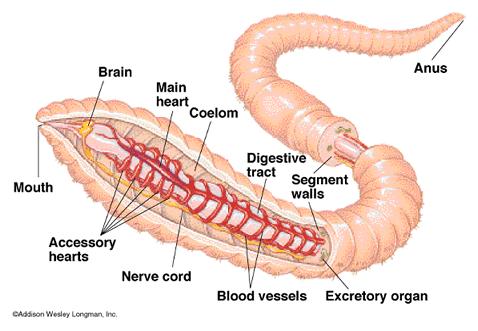 Segmented Worms Bodies are made up of linked sections called segments Contain nerve cord and