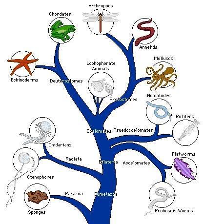 Classification of Animals 1.5 million species major phyla Classified according to criteria: 1.