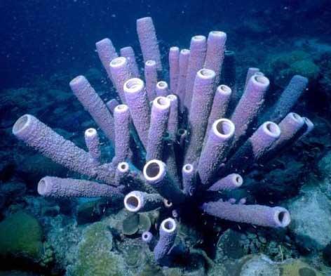 Section 3: Sponges and Cnidarians Sponges Found in oceans, freshwater lakes and rivers Adults are attached to hard surfaces