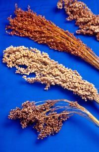 Facts and Myths Myth: The nutrient content of sorghum is variable Fact: The nutrient content of sorghum