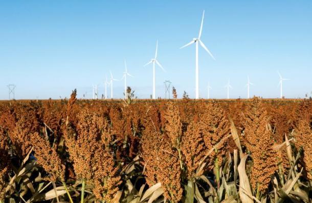 Mycotoxins and Sorghum Grown in drier areas Resistance to mold growth