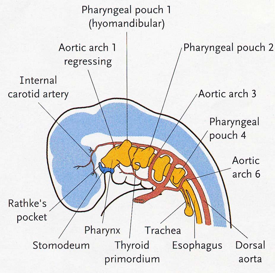 Pharyngeal Apparatus Pouches Endoderm Grooves