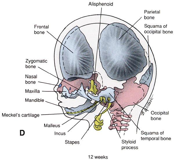 Manidibular Process Caudal - lower jaw Cartilages Meckel s cartilage Malleus Incus