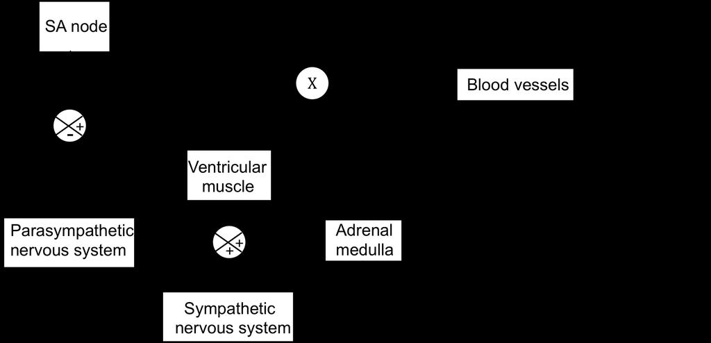 BIPN100 F15 Human Physiol I (Kristan) Lecture 14 Cardiovascular control mechanisms b. It generally decreases average blood flow. Fig. 14.2.