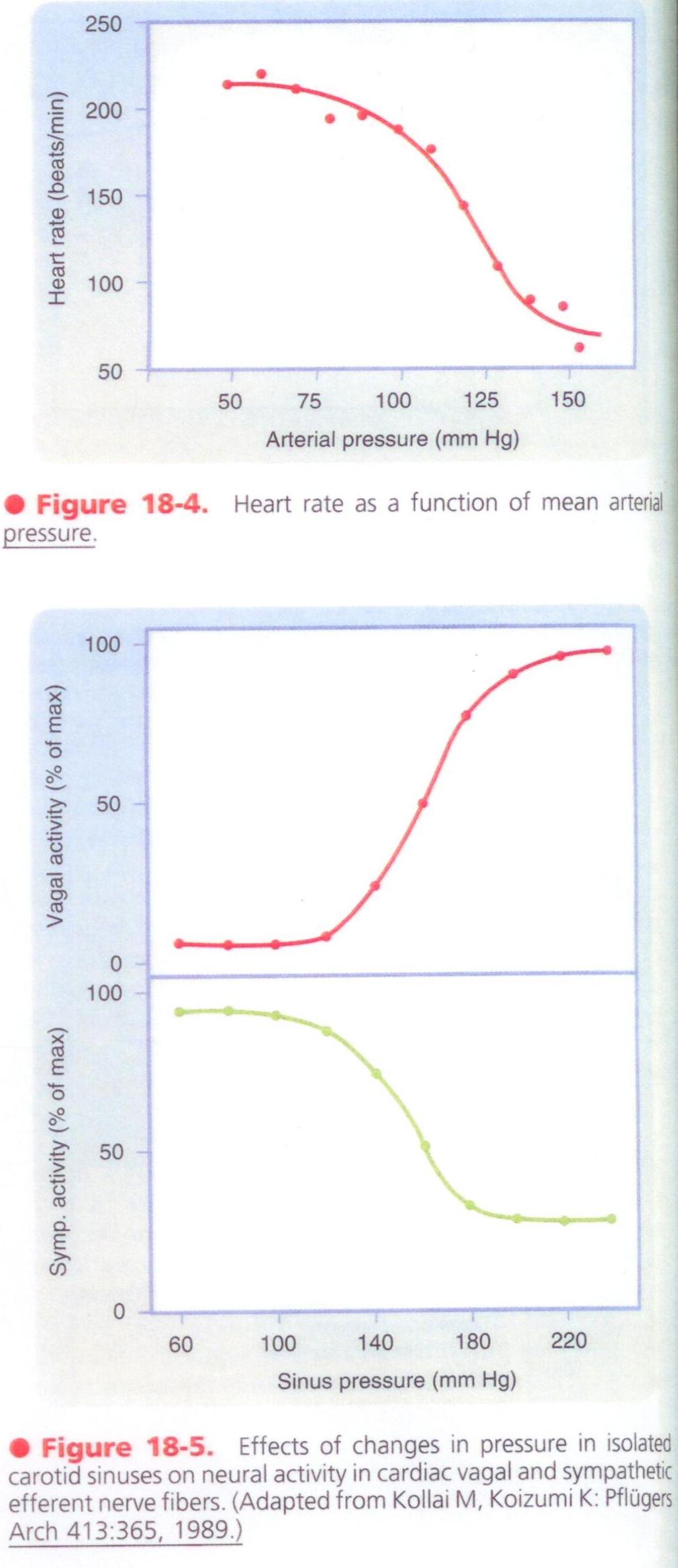 BIPN100 F15 Human Physiol I (Kristan) Lecture 14 Cardiovascular control mechanisms p. 5 ii.