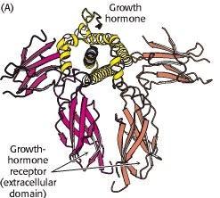 Growth Hormone Receptor 638 A.Acid Membrane Spanning Protein Extracellular Domain 250 A.