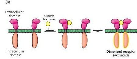 Binding of one molecule of growth hormone Dimerization of the receptor