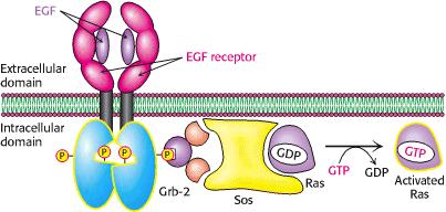 Ras is a member of small G proteins family Monomeric Exist in two forms GDP bound «-----» GTP bound Smaller than G proteins Have GTPase activity Many