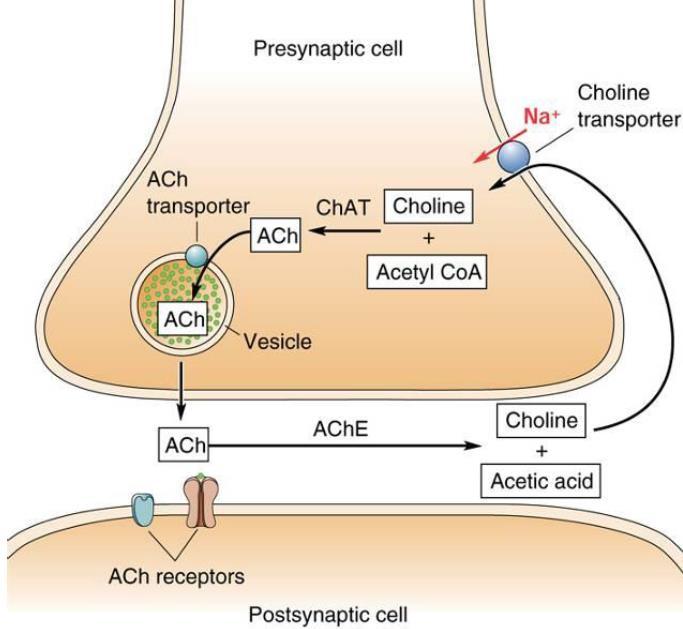 How is ACh broken down? AChE breaks it down into acetic acid and choline Choline can be reuptaken actively by secondary active transport (co transport).