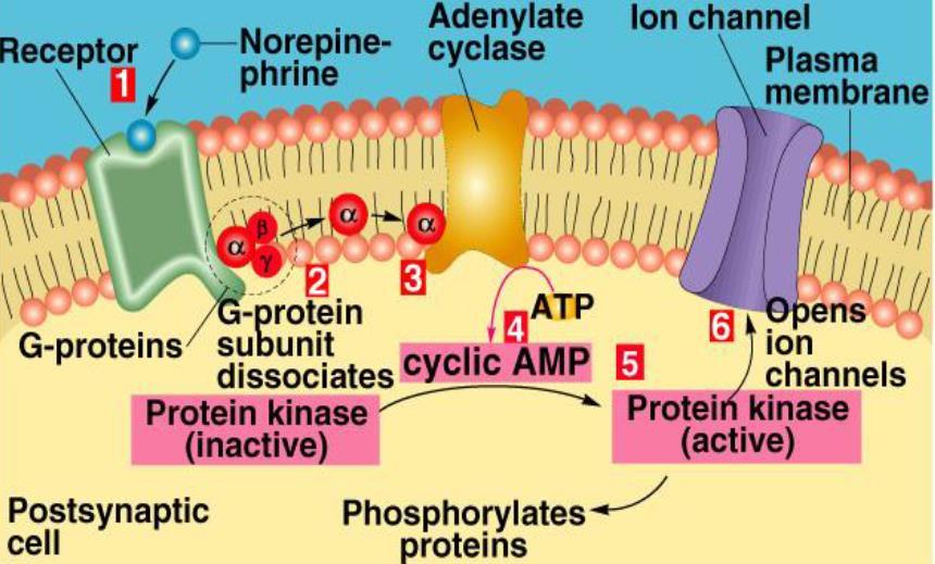 Kinase A is c-amp dependent protein Kinase ), protein Kinase A then will phosphorylate proteins ( or sometimes may open channels ), phosphorylation of