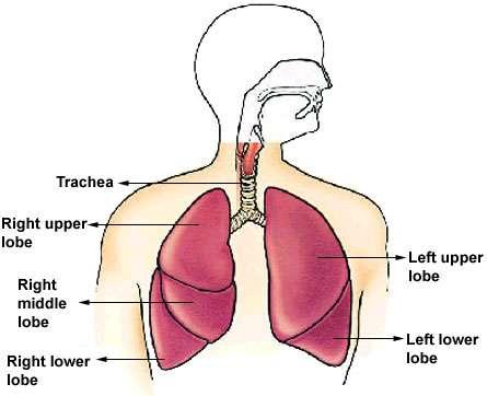 Lower Airway B. Respiratory Zone: Alveolate Region Lungs The lungs are paired, cone-shaped organs, average adult lung is 800g.