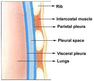 Pleura Each lung is enveloped in its pleural membrane, an inner and an outer which are in intimate contact with each other.