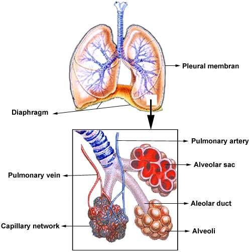 Transitional and Respiratory zone Acinus is the primary gas-exchanging unit consisting of the respiratory bronchiole, alveolar ducts, alveolar sacs and alveoli.