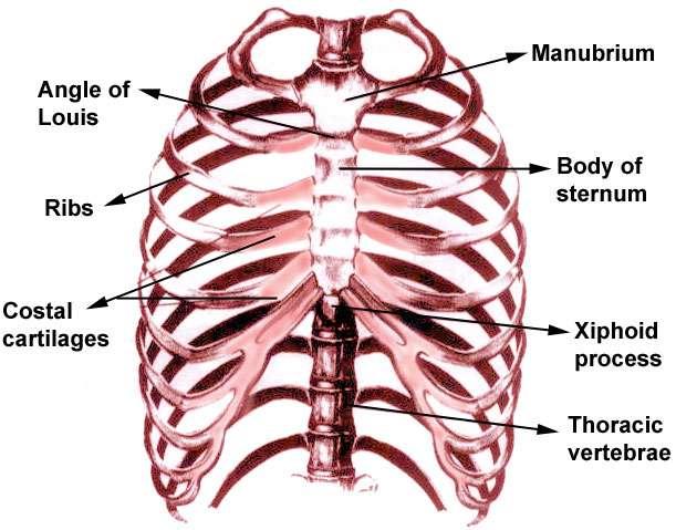 Thoracic cage The lungs are housed in the thoracic cage. Structure provide support and protection for the contents of thorax.