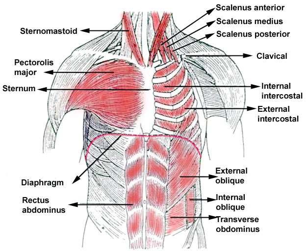 Respiratory Muscles The principle muscle of respiration is the diaphragm, made up of fibrous tissue. The resting position is dome shaped. On inspiration the diaphragm contracts, flattening the dome.