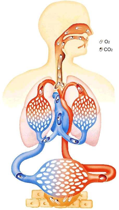 What do you mean by Respiration? Respiration is defined as the movements of gas molecules across the membrane.