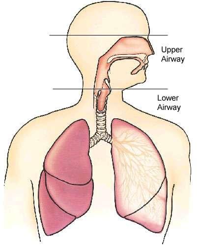 Anatomy and Physiology Pulmonary System Upper Airway Nasal Passages Beyond the olfactory function, it warms, filters and moistens inspired air.