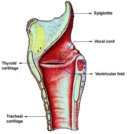Larynx The larynx contains epiglottis is a leaf-shaped cartilaginous structure extending from the base of the