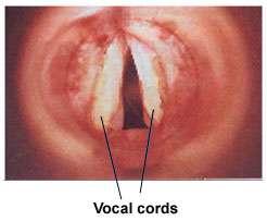 direct food into the esophagus.