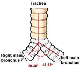 Trachea It is average 2 to 2.5 cm in diameter and 10-12 cm in length. The trachea divides at carina into right and left main-stem bronchus, Right Main bronchus angle 20-30 degrees from the midline.