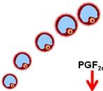 ovulation not as tightly controlled 11 or 14 d P4-based programs