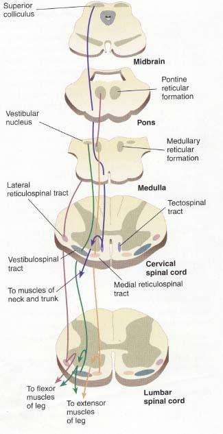 Ventromedial group Originates in subcortical region and ends in spinal cord Tectospinal tract (blue) neck and trunk Lateral reticulospinal