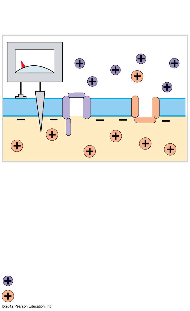 Figure 12-14 Generation of an Action Potential Resting Potential 70 mv The axolemma contains both voltagegated sodium channels