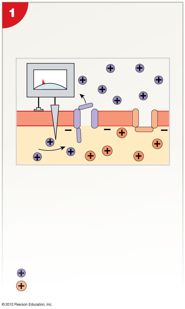 Figure 12-14 Generation of an Action Potential Depolarization