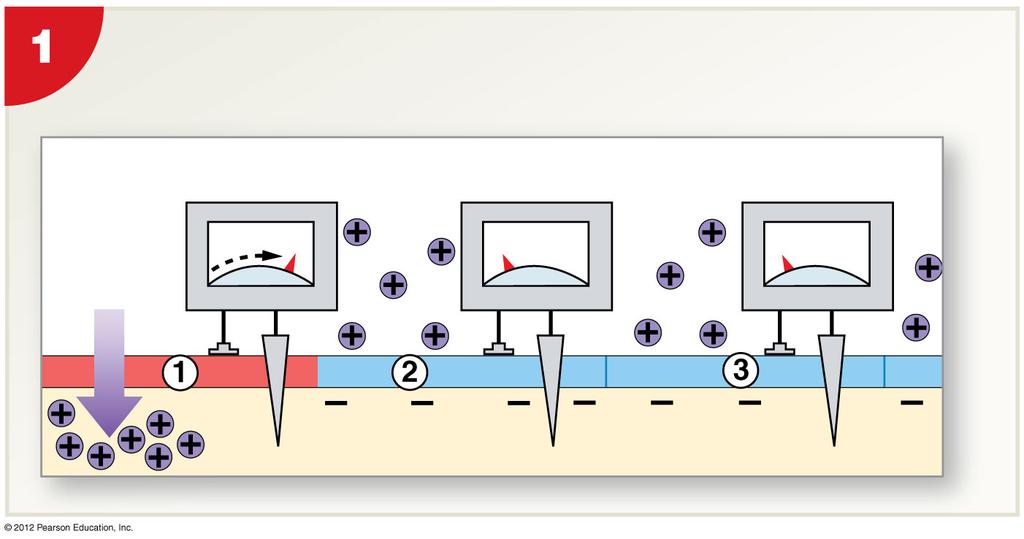 Figure 12-15 Continuous Propagation of an Action Potential along an Unmyelinated Axon As an action potential develops at the initial segment 1,