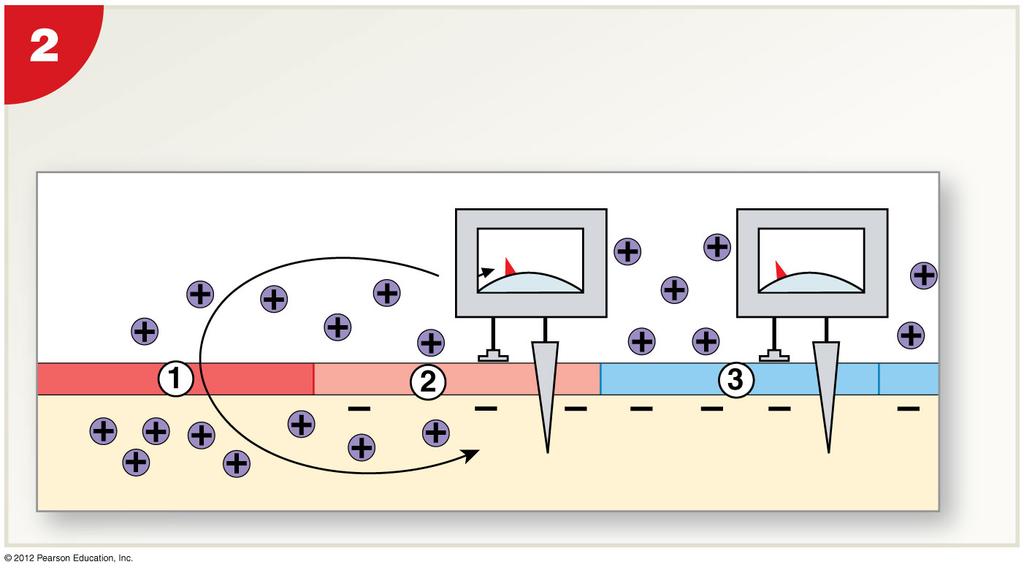 Figure 12-15 Continuous Propagation of an Action Potential along an Unmyelinated Axon As the sodium ions entering at 1 spread away from the open