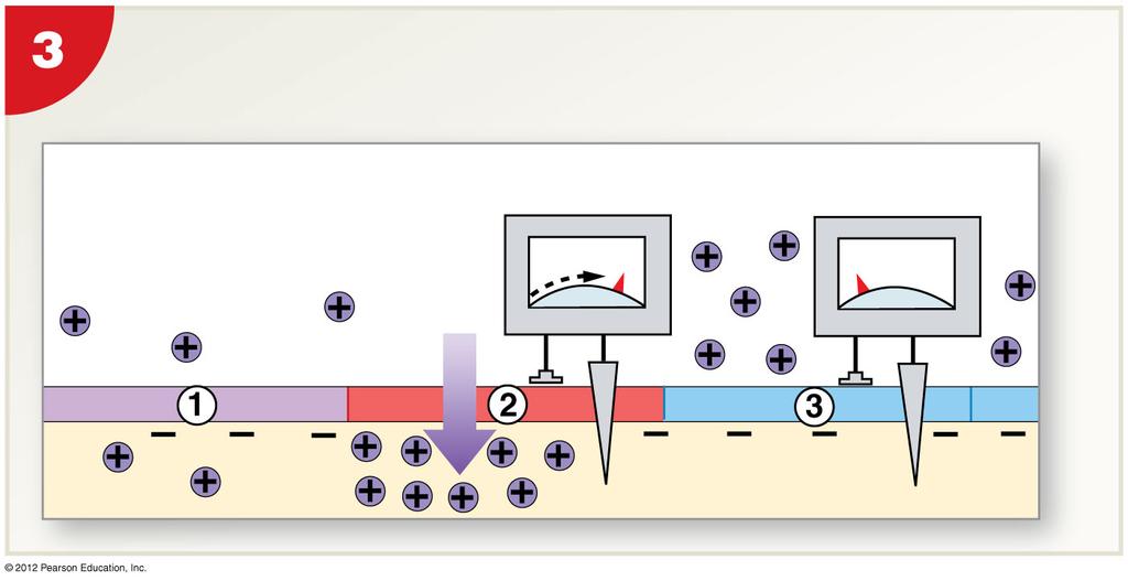 Figure 12-15 Continuous Propagation of an Action Potential along an Unmyelinated Axon An action potential