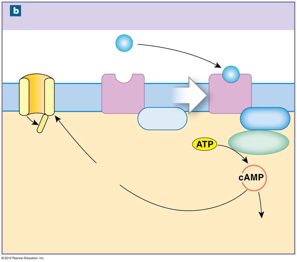 Figure 12-18b Mechanisms of Neurotransmitter Function Indirect effects via G proteins Examples: E, NE, dopamine, histamine, GABA