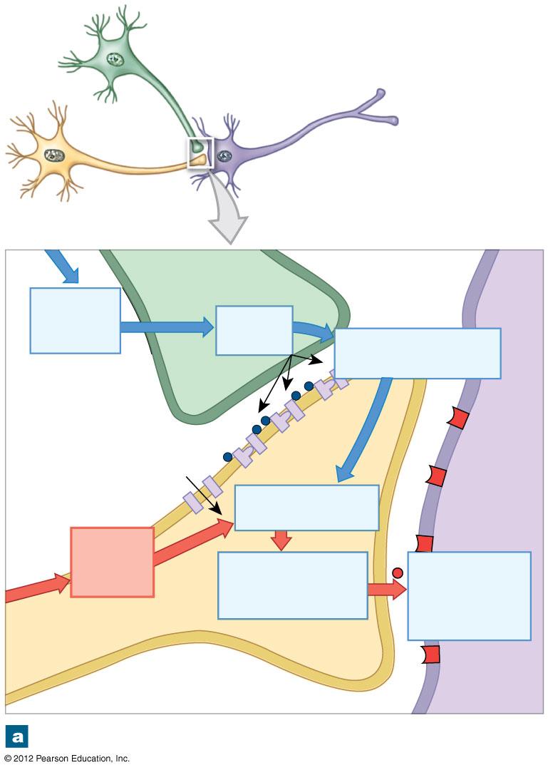 Figure 12-21a Presynaptic Inhibition and Presynaptic Facilitation Action potential arrives GABA release Inactivation of calcium channels 1.