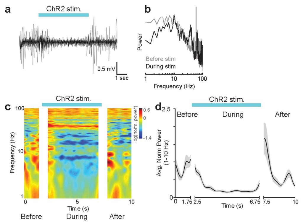 Supplementary Figure 12 Optogenetic activation of cholinergic fibers in mouse auditory cortex a, Overlay of LFP traces from 10 trials showing effect of optical stimulation.