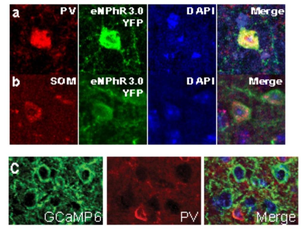 Supplementary Figure 14 Histology a, We confirmed that our optical suppression of PV+ neurons was selective (PV-cre mice injected with AAV1.EF1a.DIO.eNpHR3.
