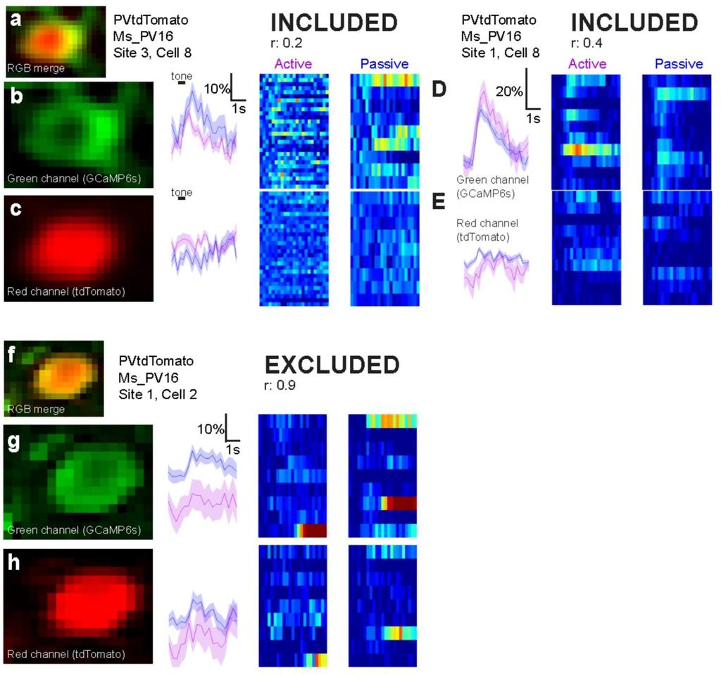 Supplementary Figure 6 Motion artifact exclusion for imaging sessions with tdtomato structural marker a, RGB merge image of a PV+ interneuron (green, GCaMP6s; red, tdtomato).
