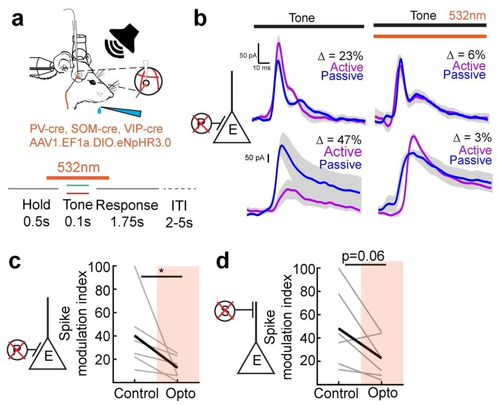 Supplementary Figure 8 Optical suppression of PV+ and SOM+ interneurons a, Experimental paradigm.