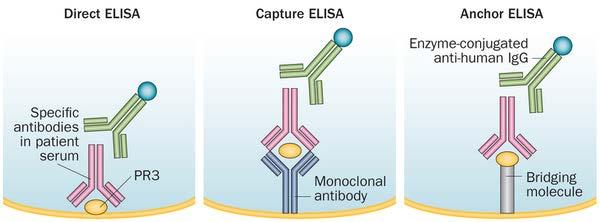 Extractable Nuclear Antigen (ENA) panel Solid phase assays: ELISA: uses antibodies and