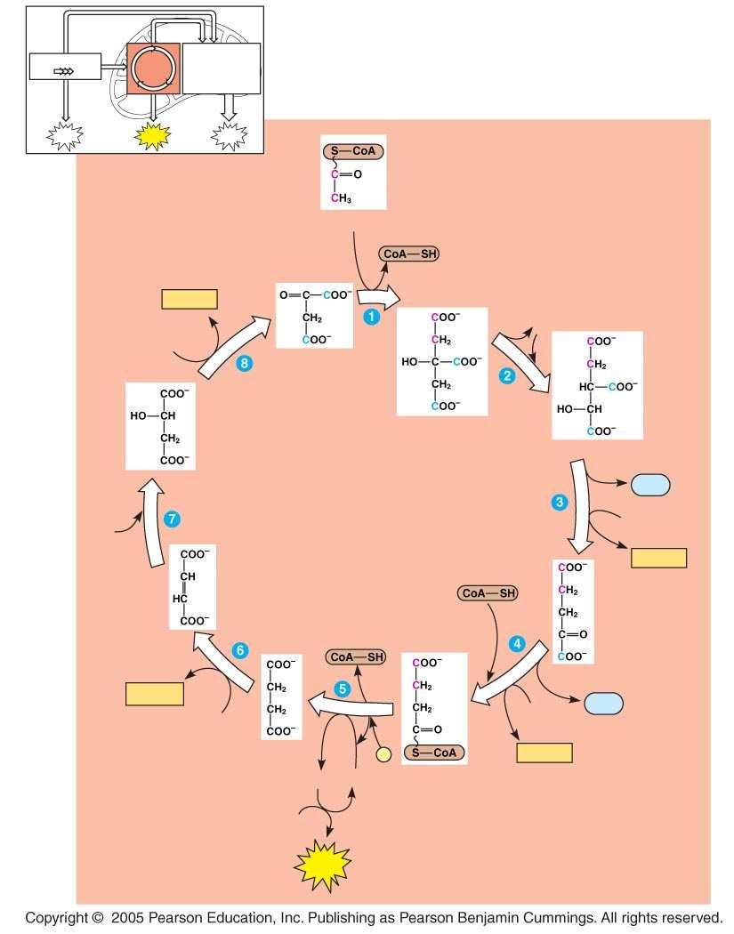 LE 9-12_4 Glycolysis Citric acid cycle Oxidation phosphorylation ATP ATP ATP Acetyl CoA NADH + H + H 2 O NAD + Oxaloacetate Malate Citrate